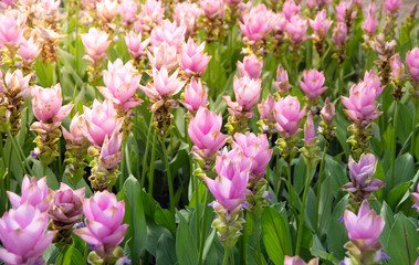 Siam Tulip flowers in garden,nature background.