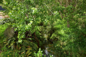 Little creek with reflecting water surface hidden among fresh green trees and ferns.