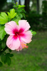 Fototapeta premium Pink and white colorful flowers in garden.