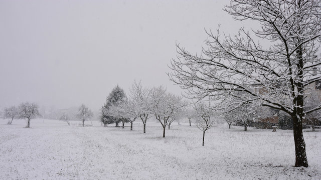 nevica sui prati  tra le nebbia