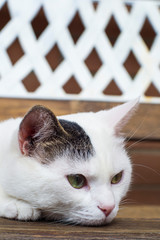 cat in basket