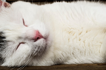 cat sleeping