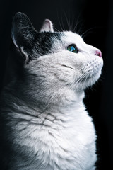 cat on black background