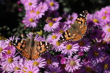 butterfly on flower