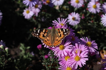 butterfly on a flower
