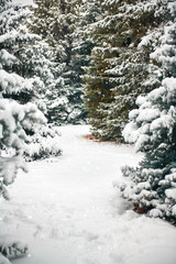 Beautiful winter landscape with snow covered trees