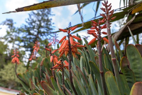 Aloe plant in bloom. Spectacular tall bright orange tubular flower spikes of an Aloe succulent species in  bloom are decorative and long lasting