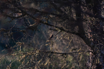 Little bird in the "Albufera des Grau" in Menorca Island, Spain.