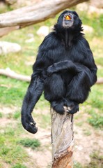 a monkey eating an orange