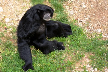 a monkey sitting on the grass