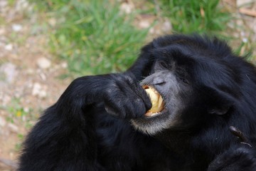 a monkey eating an orange