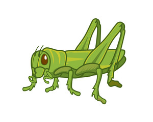 Detailed Standing Green Grasshopper Illustration