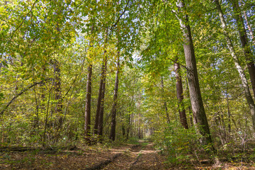 Obraz premium Low angle view of a road in the middle of a forest Trees forming a tunnel over a road in autumn. Ukraine
