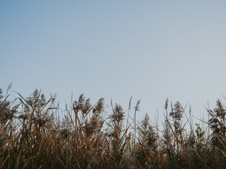 tall grass and blue sky