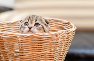 Fototapeta na wymiar Cute Scottish fold kitten standing in basket,