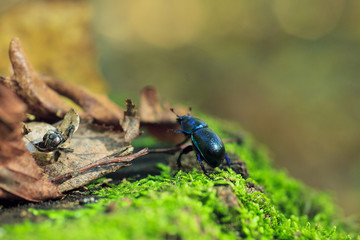 Blue metallic earth-boring dung beetle in green moss, selective focus