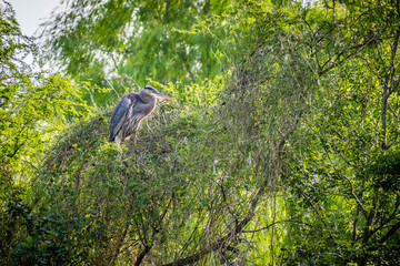 A Great Blue Heron in Frontera Audubon Society, Texas