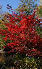 Fototapeta na wymiar multicolor foliage of japaneese maple tree at autumn