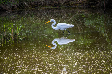 A Great White Egret in Frontera Audubon Society, Texas