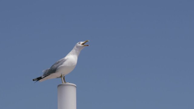 Loud and noisy seagull perched on a pole squawking against clear blue sky