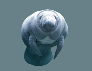 Animal In Water