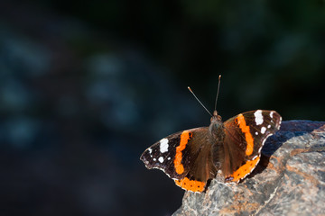 Vanessa atalanta butterfly, blurred dark background