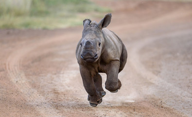 rhinoceros in zoo