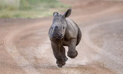 Wandcirkels tuinposter rhinoceros in zoo © Photoshot