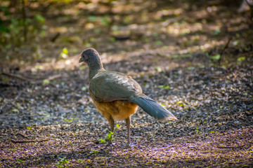 A Plain Chachalaca bird in Frontera Audubon Society, Texas