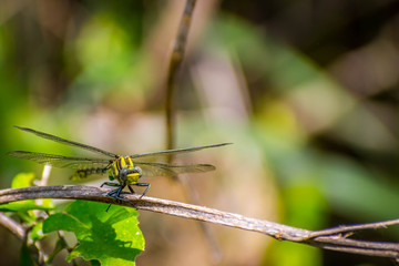 A Southern Hawker Dragonfly in Frontera Audubon Society, Texas