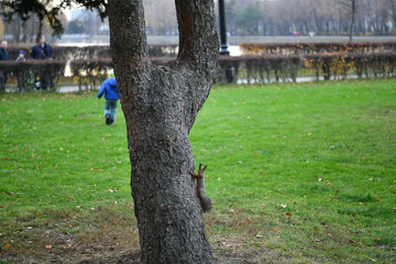 people are watching squirrels in the park