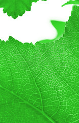 Macro close-up of leaf veins in outdoor sunlight