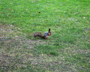 people are watching squirrels in the park
