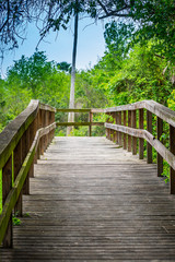 Obraz na płótnie Canvas A forest trail boardwalk in Frontera Audubon Society, Texas