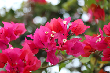 Beautiful bright flowers of bougainvillea