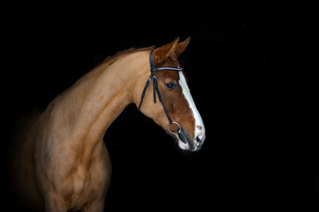 Horse in briddle portrait on black