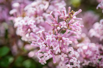 spring is coming and the flowers are blossoming 