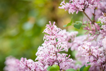 spring is coming and the flowers are blossoming 