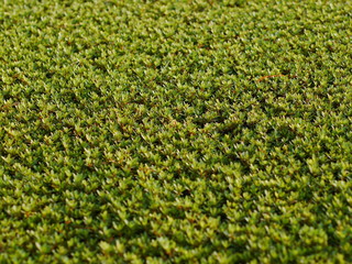 green plant carpet