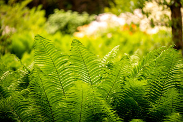 the green fern background with soft blurry light