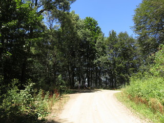 Obraz premium Moutain Golija Serbia road and forest