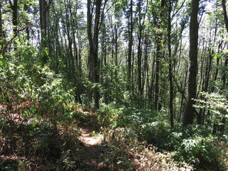 Mountain Yuhor Jagodina Serbia nature hiking trail in forest