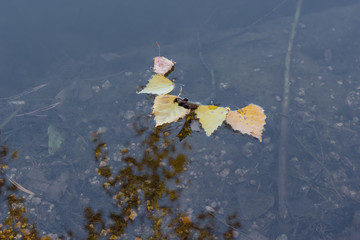 autumn leaves
