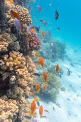 Riffscene Albatros Citadel- Hurghada - Ägypten