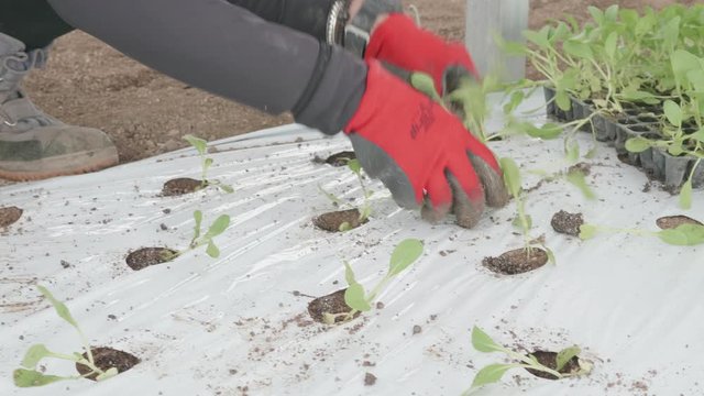 Planting vegetable seedlings