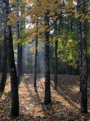 Autumn grove pierced by the stripes of the morning sun with a foggy haze in the background