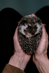 small hedgehog curled into a ball in female hands