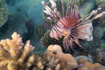 Rotfeuerfisch - Albatros Citadel- Hurghada - Ägypten