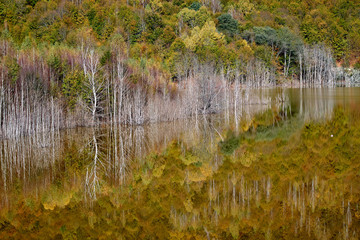 autumn landscape with river and trees