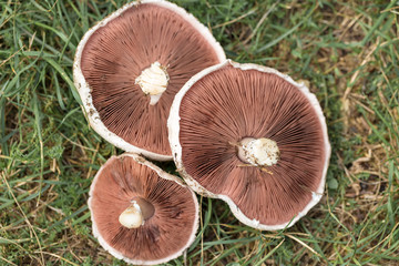 Fresh white champignon mushrooms on a background of grass in the hands of a mushroom picker.